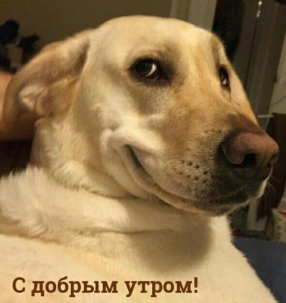 Собака взорвала квартиру в Новосибирске