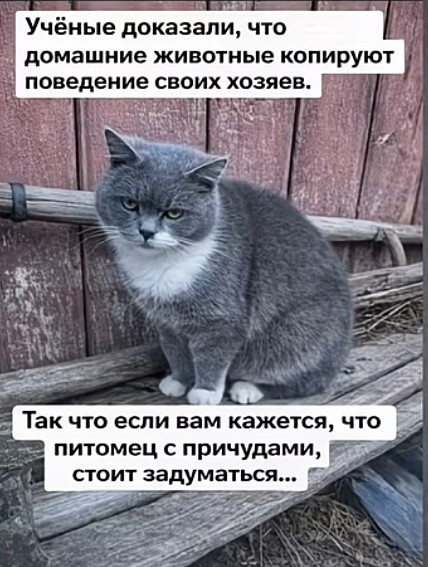 К котовторнику: подборка картинок-баянов с котиками и про котиков. Выпуск 39.