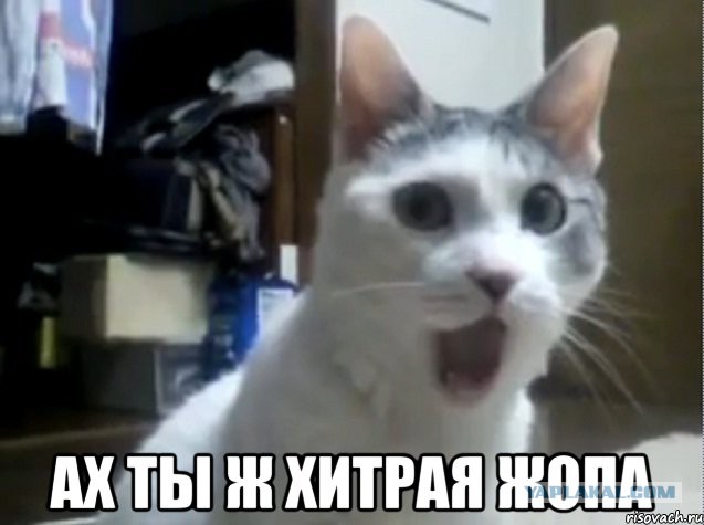 Хитрожопые.