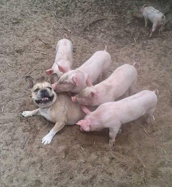 Братишки, я вам картинок принёс!