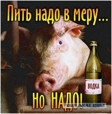 Весёлое из сети