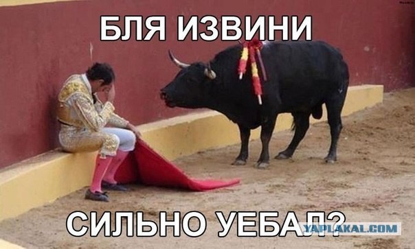 Довыпендривался перед быком