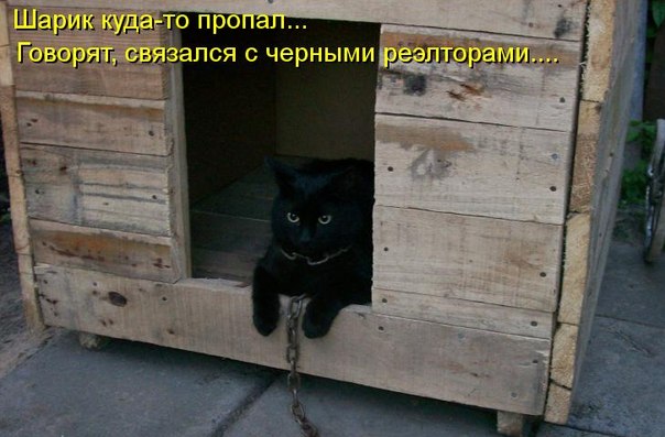 Котовторник 14.07.2015