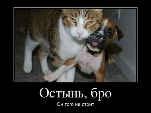 Страшнее кошки зверя нет!