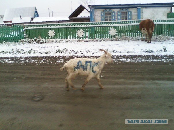 Прикольные картинки
