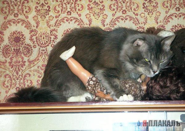 Коты, кошки, котята