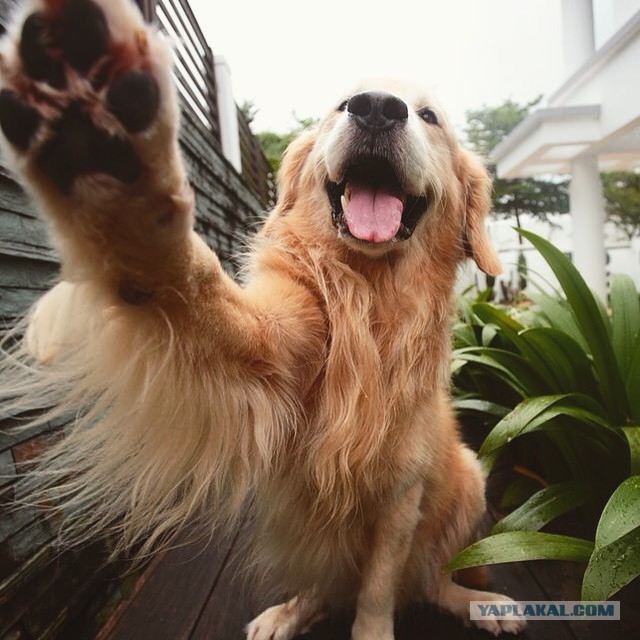 Собакочетверг