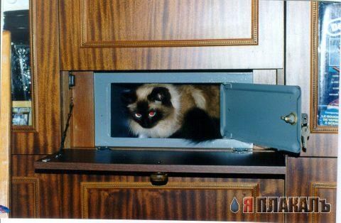 Коты, кошки, котята