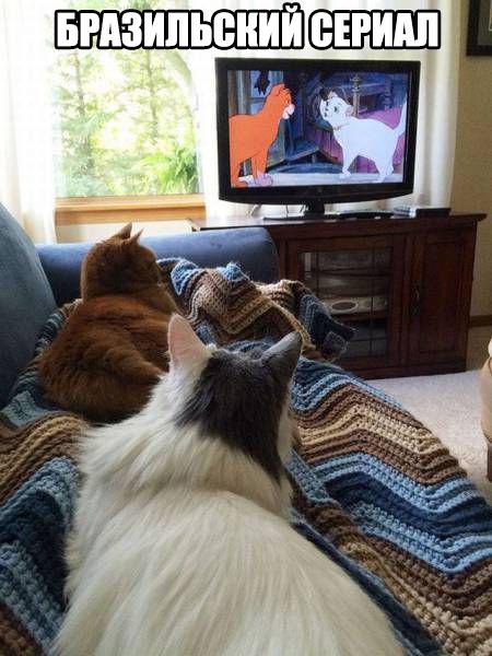 Подборка забавных картинок