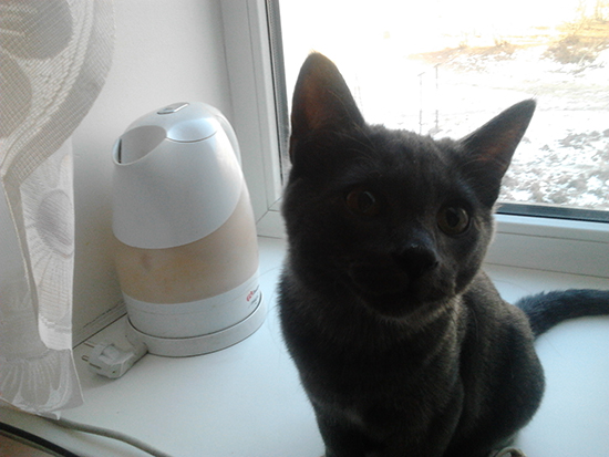 Котовторник  01.03.2016