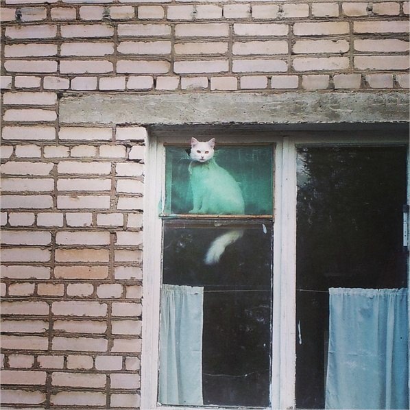 Мохнатые беспредельщики