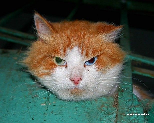 Ура! Великий котомет на вторник! (подборка)