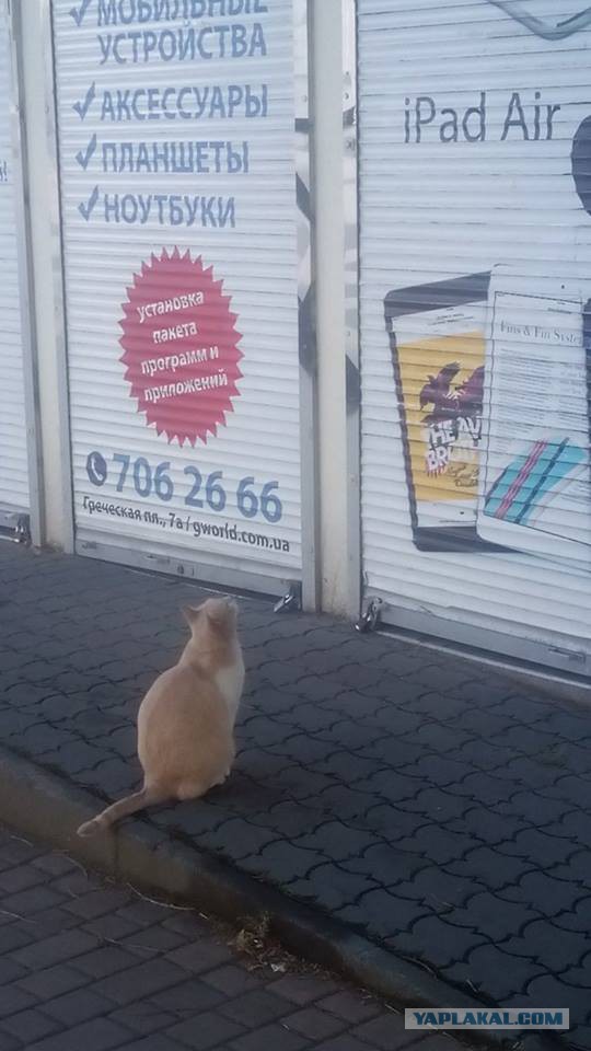 Котовторник 26.07 2016