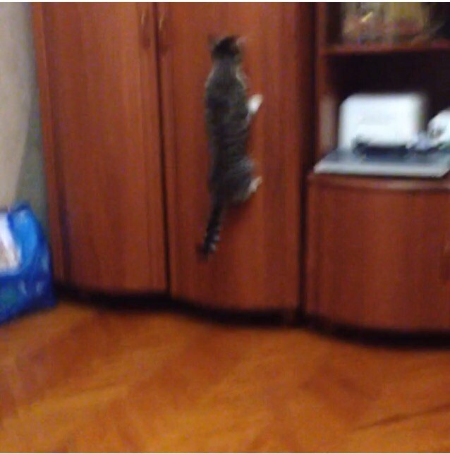 Прикольные животные