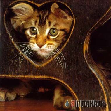 Кости и жЫлеза