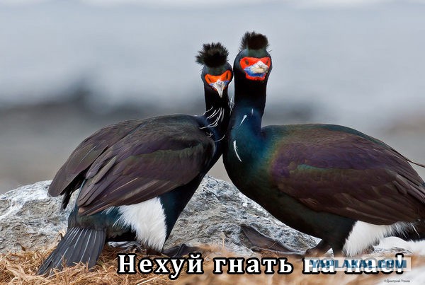 Бакланы и стадион
