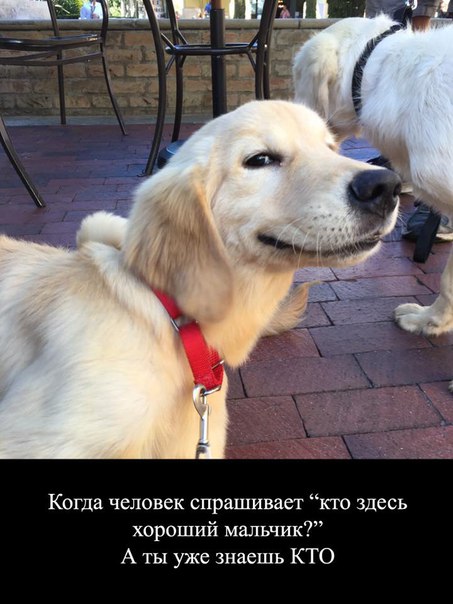 Весёлые картинки