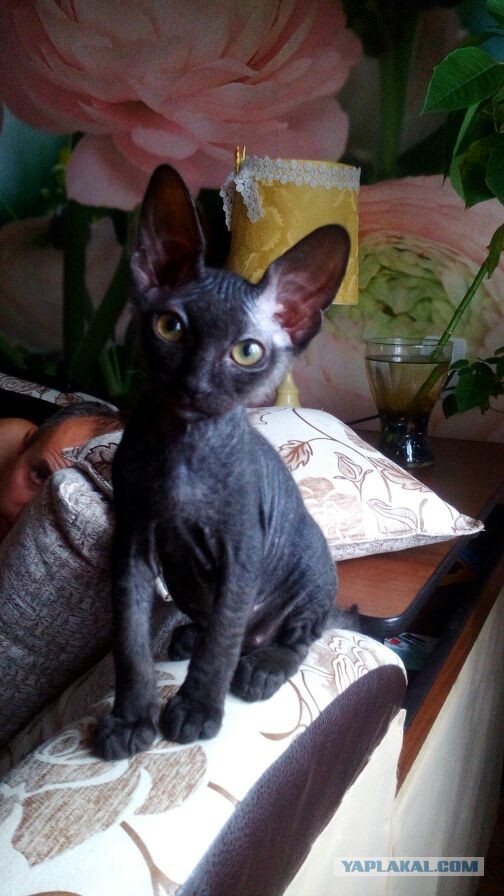Котята моей кошки (коротенькое видео).