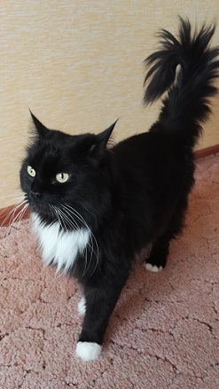 Котовторник  14.11.2017