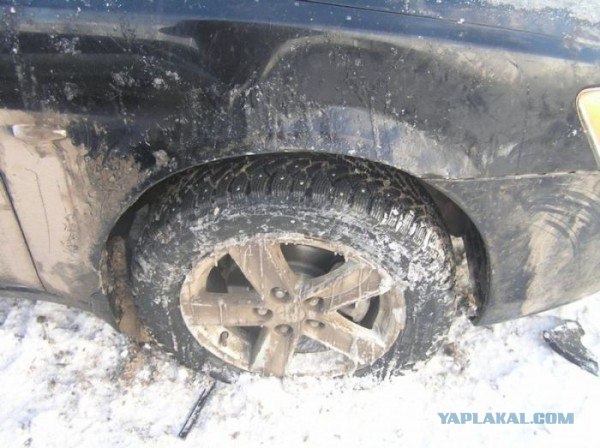 Собаки разорвали автомобиль