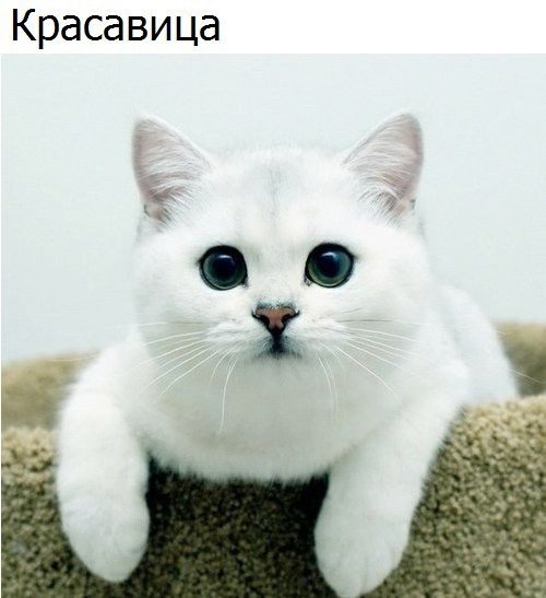 Кот без прикрас