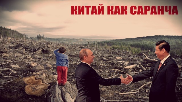 Россиян наказали за защиту сибирского леса от китайцев