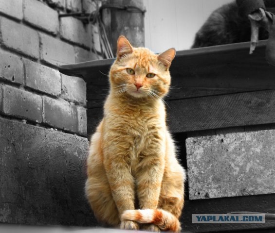 Рыжий котовторник на ЯПлакал!, Смотрим  и добавляем!