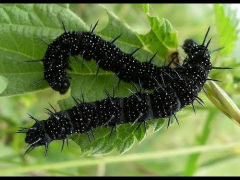 Гусеницы и бабочки. До и после