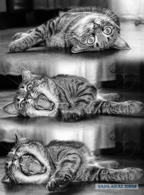 Уррааа! Котовторник на ЯПлакалъ!