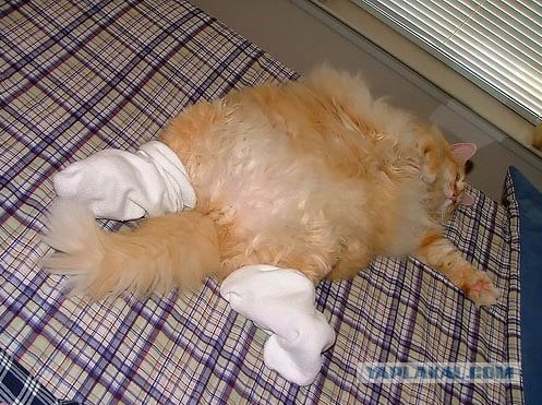 Кошак в шоке