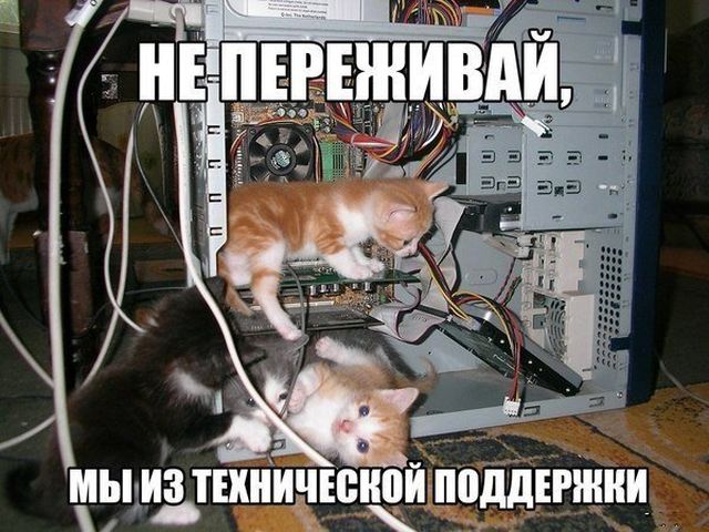 Прикольных котов пост