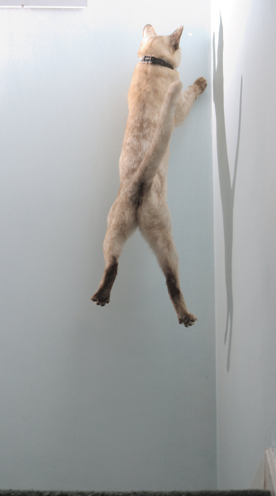 А как же котовторник?