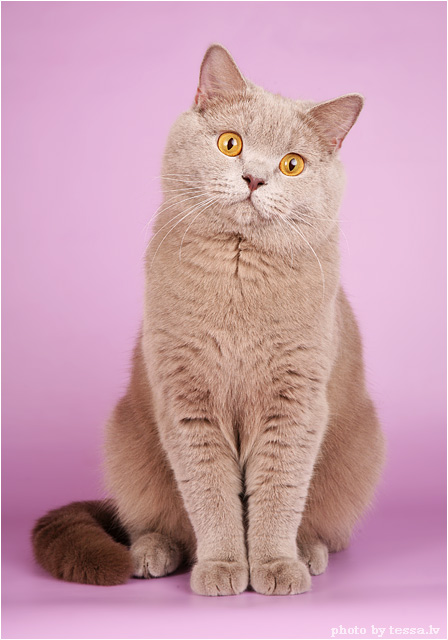 Котовторник на 6 июля