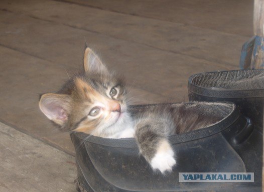 Котовторник, 19 октября