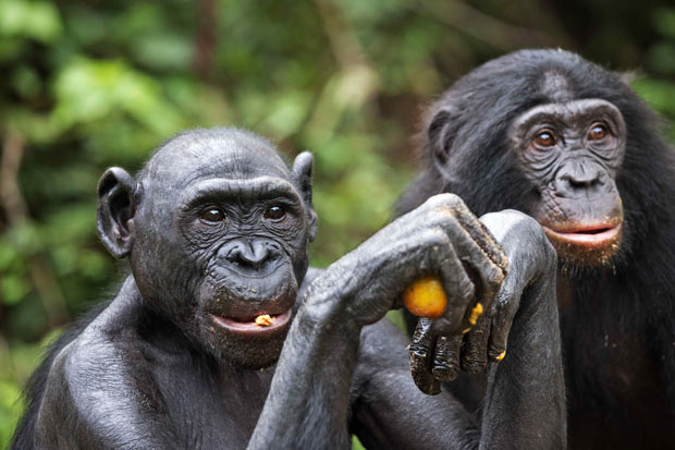 Заповедник Lola ya Bonobo в Конго