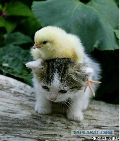 Котовторник