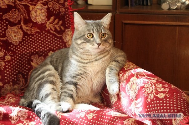 Котовторник 22.11.11