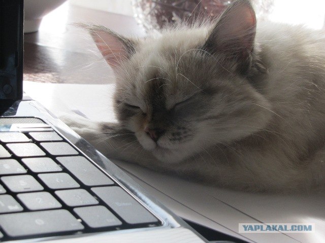 Котовторник (15.05.2012)