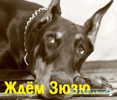 Зюзя