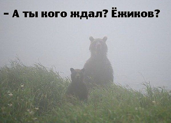 Приколюхи из скотсетей. Ч.2