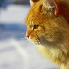 Лежбище рыжих