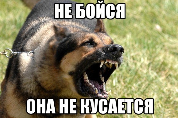 11 мифов о собаках, в которые вы верите напрасно