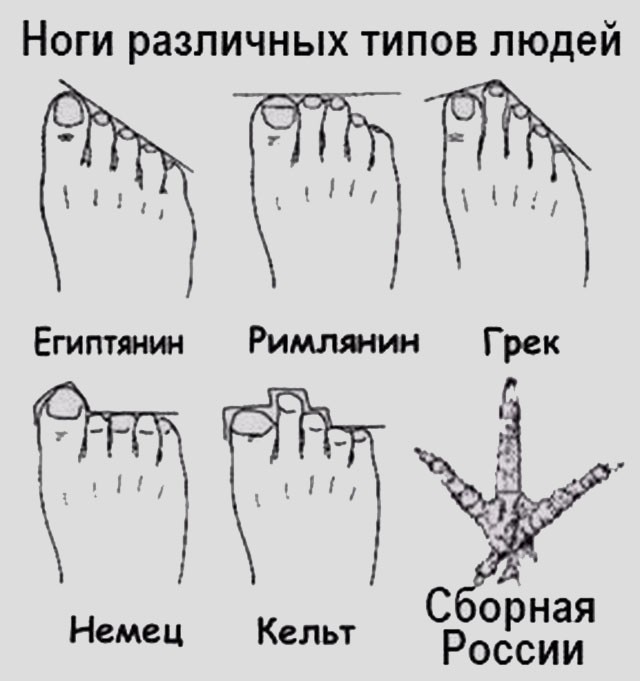 Стопа и ступня в чем разница