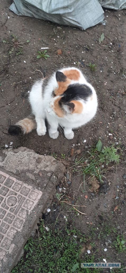 Котейка
