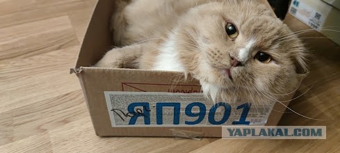 Котовторник Рыжих
