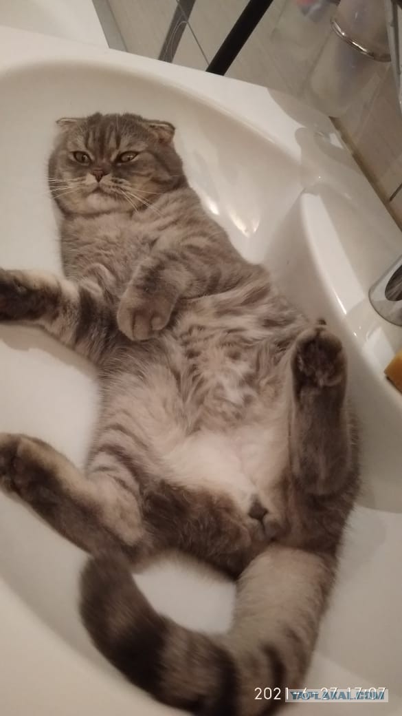 Коты могут спать буквально где угодно