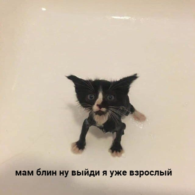 Котямбосы