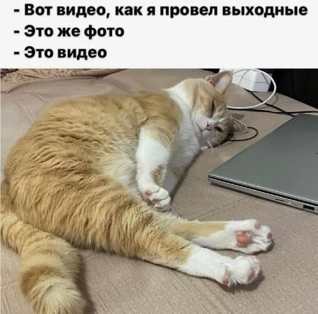 К котовторнику: подборка картинок-баянов с котиками и про котиков. Выпуск 35.