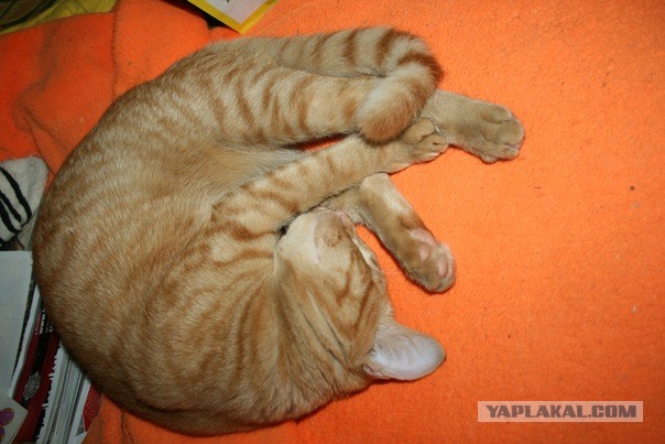 Котовторник  30.07.2013