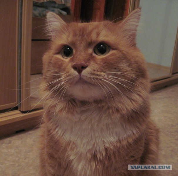 Котовторник 12.11.2013